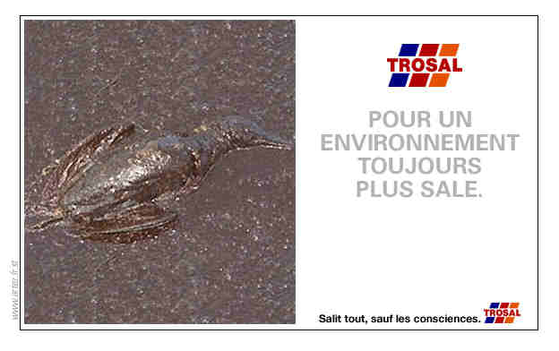 mouette sous goudron
